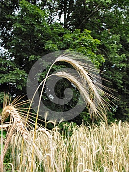 Winter Wheat Ã¢â¬â 3